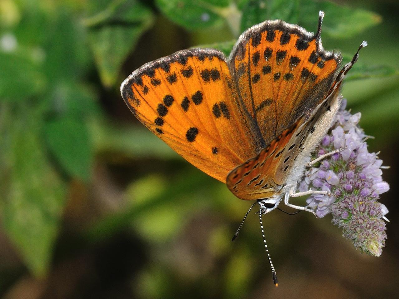 Licenide con i codini - Lycaena thersamon